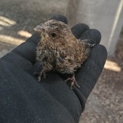 Identifying a Baby Bird? - young bird on gloved hand