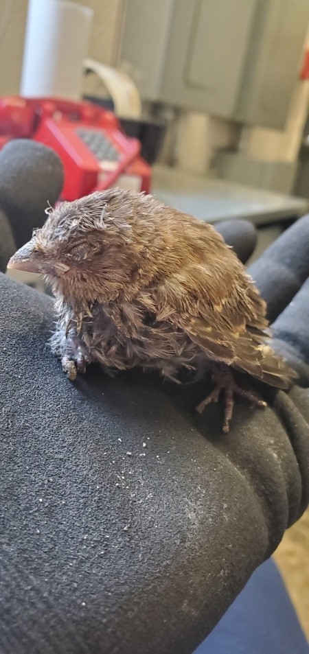 Identifying a Baby Bird?