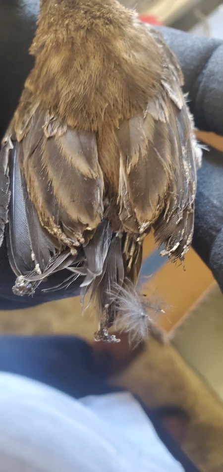 Identifying a Baby Bird?