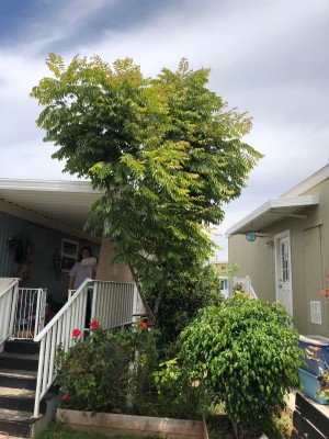 What Kind of Tree Is This? - tree growing next to modular home