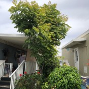 What Kind of Tree Is This? - tree growing next to modular home