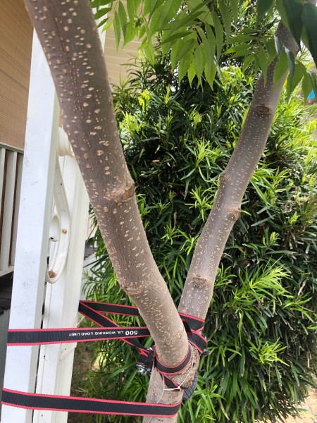 What Kind of Tree Is This? - closeup of Y trunk strapped together