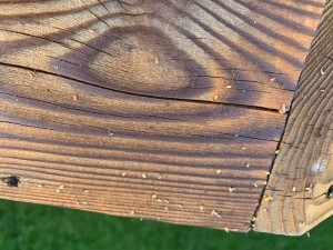Identifying Insect Eggs Found on Wood Deck?