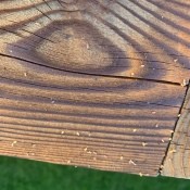 Identifying Insect Eggs Found on Wood Deck?