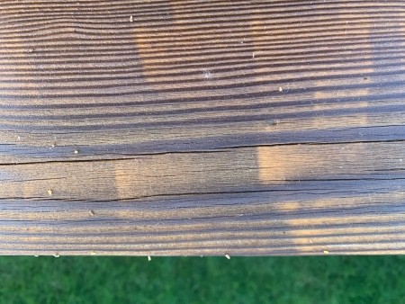 Identifying Insect Eggs Found on Wood Deck?