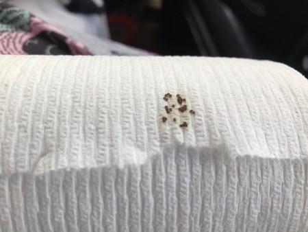 Identifying Insect Eggs on TP Roll?