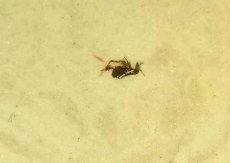 Identifying a Biting Household Bug?