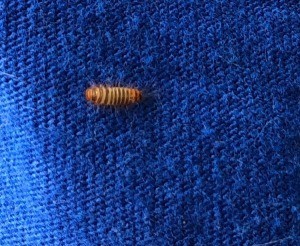 What Kind of Bug Is This? - brown sow bug looking insect
