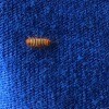 What Kind of Bug Is This? - brown sow bug looking insect