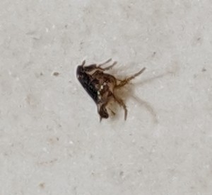 Identifying a Household Bug?