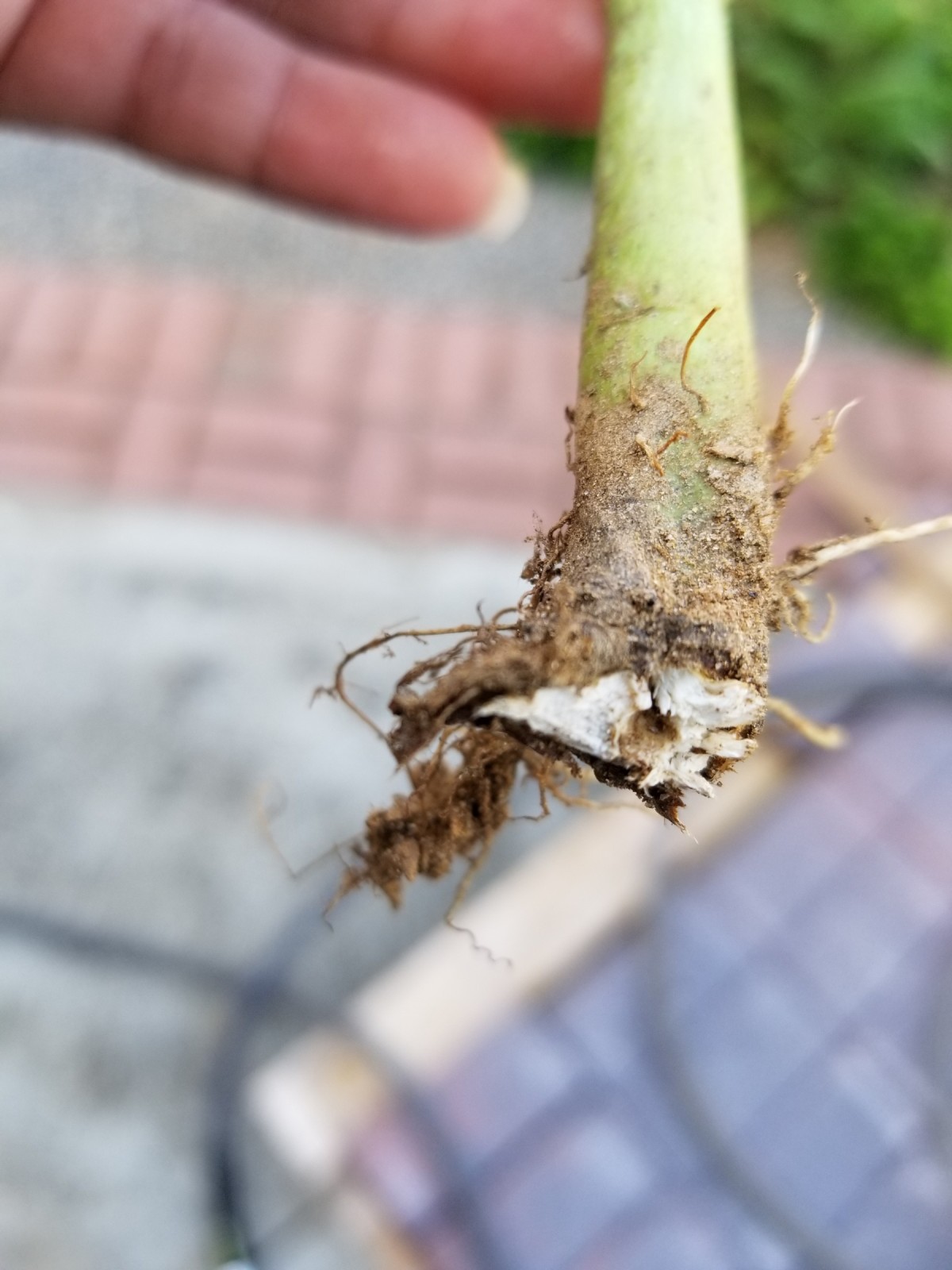Something is Eating My Hibiscus ThriftyFun