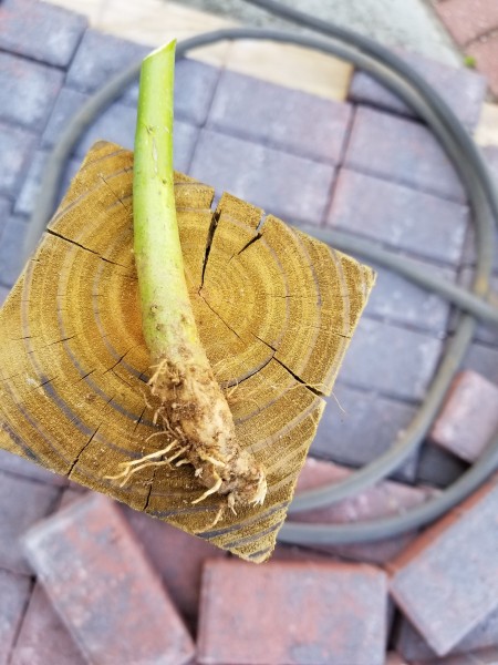 Hibiscus Branches Dying?