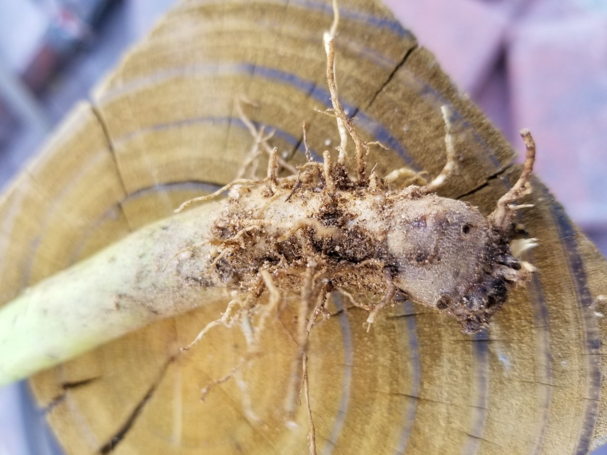 Something is Eating My Hibiscus ThriftyFun