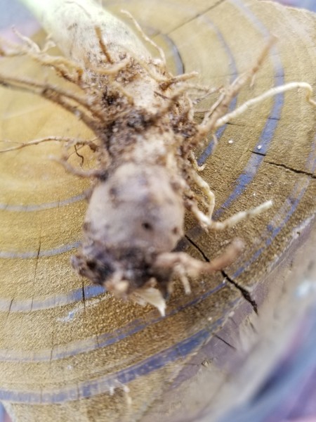 Hibiscus Branches Dying?