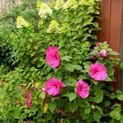 Hibiscus Branches Dying?