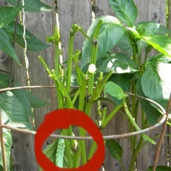 Something Is Eating My Pepper Plants? ThriftyFun