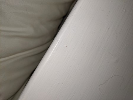 Can Anyone Identify These Bugs?