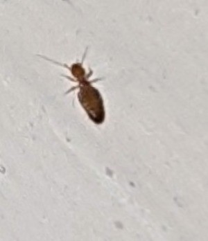 Can Anyone Identify These Bugs? - enlarged photo of very small black bug