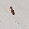 Can Anyone Identify These Bugs? - enlarged photo of very small black bug