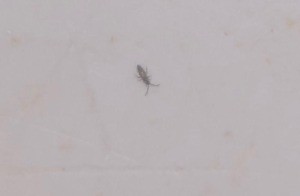 Identifying a Tiny Grey-ish Bug in the Tub?
