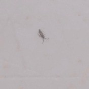Identifying a Tiny Grey-ish Bug in the Tub?