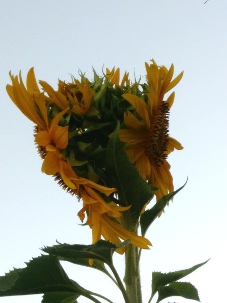 Cause of Multiple Sunflowers on a Single Stalk