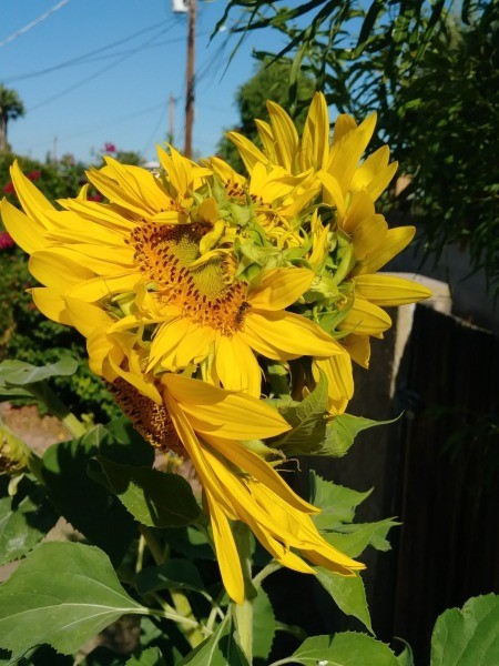 Cause of Multiple Sunflowers on a Single Stalk