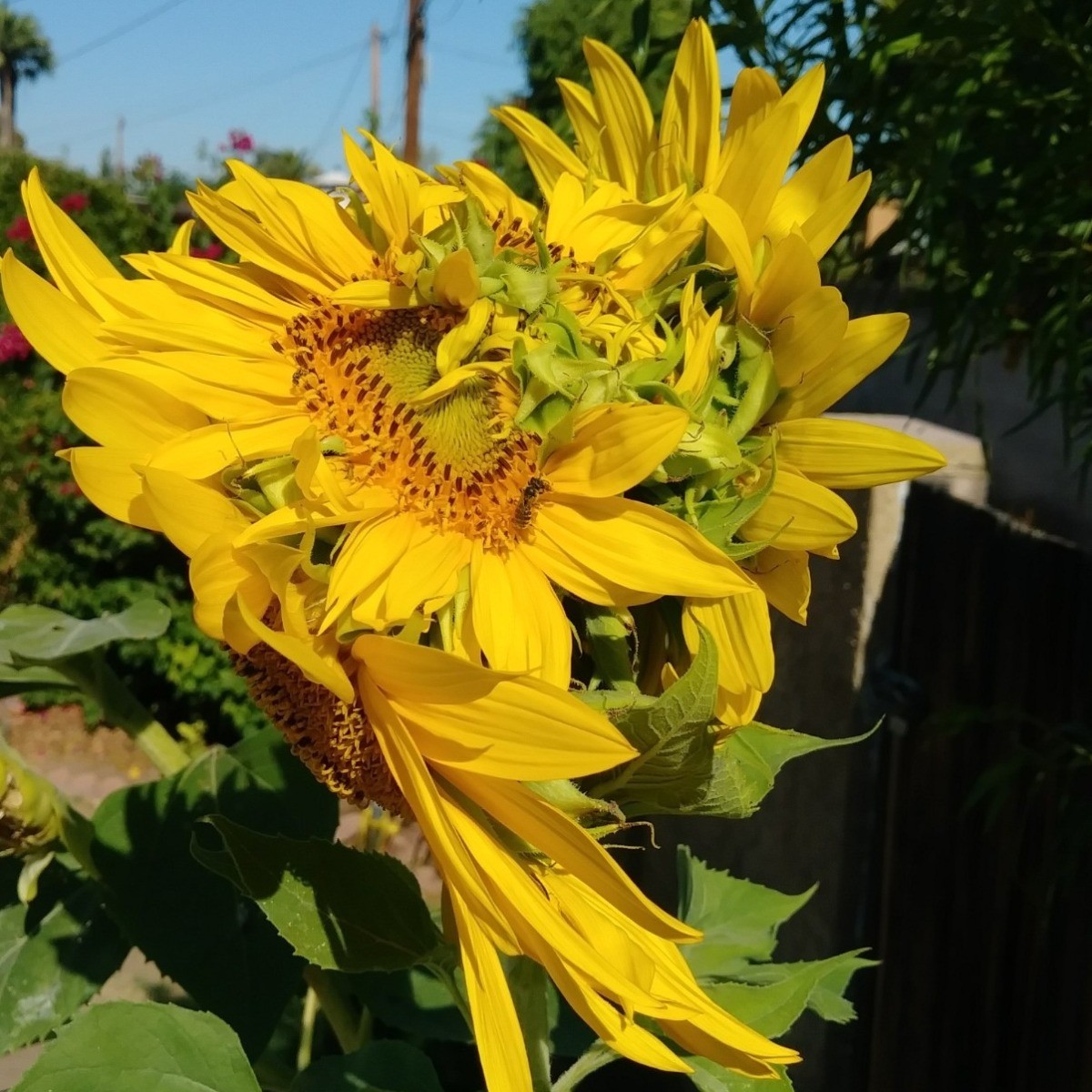Cause of Multiple Sunflowers at the Top of a Single Stalk? ThriftyFun