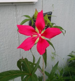 What Type of Flower Is This? - large 5 petal flower