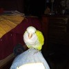 Tito Finally Made It Back Home - yellow and white bird, perhaps a budgie