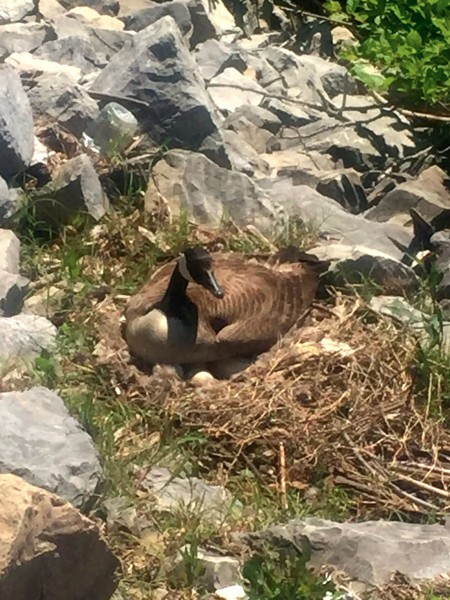 Mother Goose on Mother's Day - Canada goose on nest