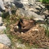 Mother Goose on Mother's Day - Canada goose on nest