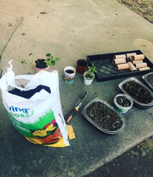 A bag of potting soil, seedlings in plastic containers and a nursery tray with TP tubes