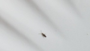 Identifying a Tiny Black Bug - very small long black bug on white background