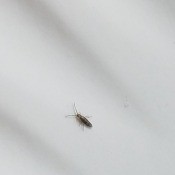 Identifying a Tiny Black Bug - very small long black bug on white background