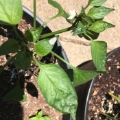 What Insect Laid These Eggs? - cluster of eggs on pepper plant leaf