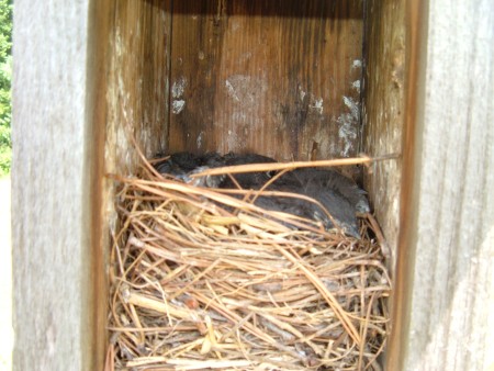 Baby Bluebirds - nest box with baby birds