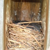 Baby Bluebirds - nest box with baby birds