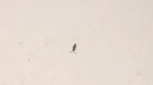 Identifying Small Brown Bugs?