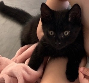 What Breed Is My Kitten? - black kitten with hazel eyes