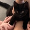 What Breed Is My Kitten? - black kitten with hazel eyes