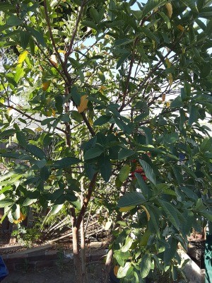 Leaves Turning Yellow on Guava Trees?