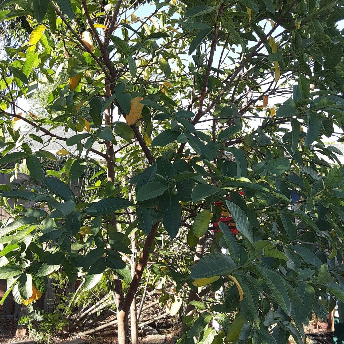 Leaves Turning Yellow on Guava Trees? ThriftyFun