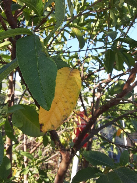 Leaves Turning Yellow on Guava Trees?