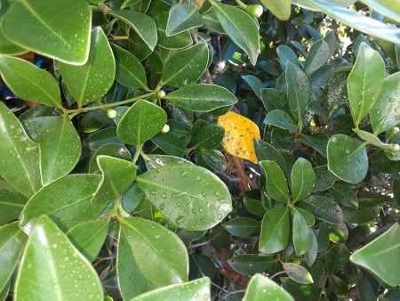 Leaves Turning Yellow on Guava Trees?