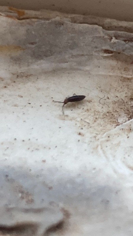 Identifying Tiny Bugs in Moist Moldy Shower