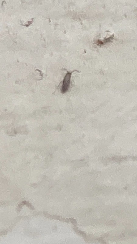 Identifying Tiny Bugs in Moist Moldy Shower