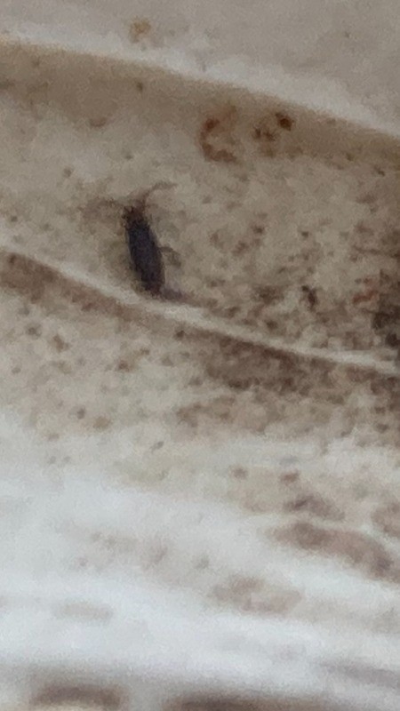 Identifying Tiny Bugs in Moist Moldy Shower