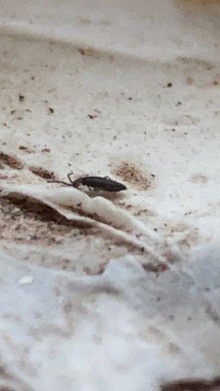 Identifying Tiny Bugs in Moist Moldy Shower - long black/brown bug