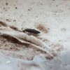 Identifying Tiny Bugs in Moist Moldy Shower - long black/brown bug
